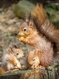 What Do Squirrels Like To Eat Squirrels Feeding Anifa Blog Tiere Niedliche Tiere Eichhornchen