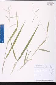 Image result for Brachychloa