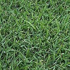 How to cut zoysia grass. Atlanta Zoysia Zoysia Grass Atlanta Zoysia Sod