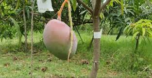 Know about the most expensive miyazaki mango that is actually from japan as it looks like a giant dinosaur egg and the starting price of this variety is rs. 7zxoiab1ez03fm