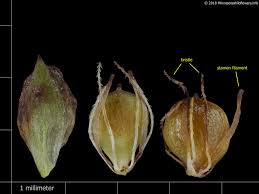 Image result for Schoenoplectiella