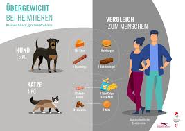 Experten Schlagen Alarm Ubergewicht Bei Hunden Und Katzen Nimmt Zu