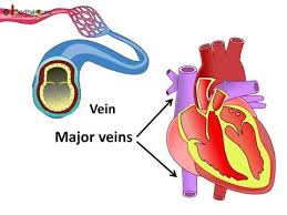 The left ventricle pumps blood through the aortic valve to a major blood vessel called the aorta and out to the body. à¤¹ à¤¦à¤¯ à¤• à¤¸ à¤• à¤® à¤•à¤°à¤¤ à¤¹ Blood Circulation Through Heart In Hindi Youtube