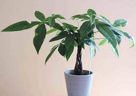 Indoors, locate your plant away from drafts — that means away from an exterior door or heating/cooling vent. 5 Signs It S Time To Water Your Money Tree The Healthy Houseplant