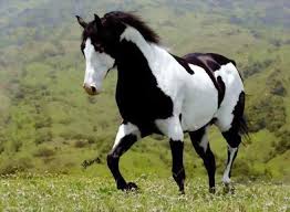 483912 511862888828900 2065044089 N Jpg 655 480 Pixels Horses Beautiful Horse Pictures Animals Beautiful