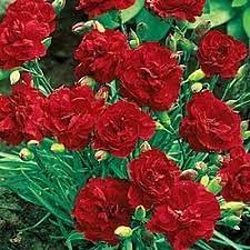 Dianthus full sun red perennial flowers. Amazon Com 30 Dianthus Scarlet Red Carnation Flower Seeds Perennial Patio Lawn Garden