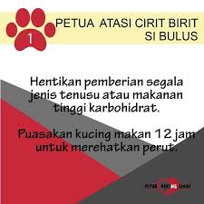 Cara hilangkan kelopak garam (gegata) tanpa ubat atau via www.sihatitunikmat.com. Petua Atasi Cirit Birit Si Bulus Maine Coon Kuala Lumpur Facebook