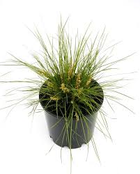 Image result for Motandra paniculata