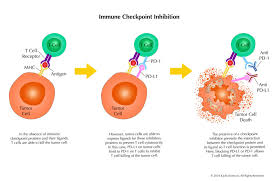 Image result for Immune Checkpoint Inhibitor
