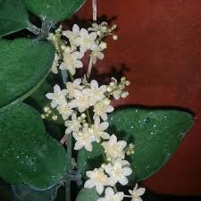 Image result for Sarcophrynium