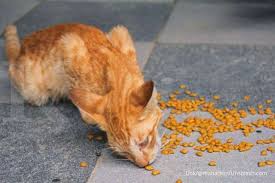We did not find results for: Kucing Anda Mendadak Tidak Mau Makan Inilah 5 Hal Yang Mungkin Menjadi Penyebabnya