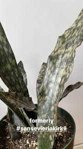 Image result for Sansevieria kirkii