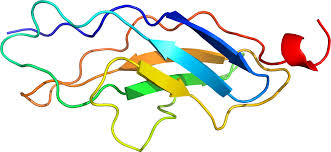 The letters are rejoined to form a new word. Titin Wikipedia