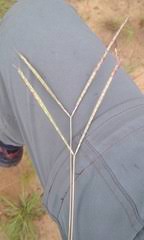 Image result for Eriochrysis brachypogon