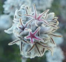 Image result for Stipularia