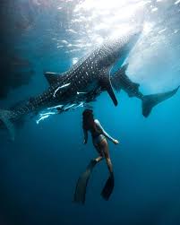 Crystal Dive Award Winning 5 Star Scuba Diving On Tropical Koh Tao In Thailand Https Www Cry Swimming With Whale Sharks Whale Shark Diving Sea Photography