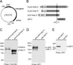 Image result for White 1995 AAV