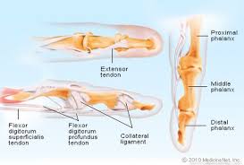 In the case of the hip flexors, they draw together the bones of the leg and the bones of the hip or spine at the hip joint. Finger Injuries Core Em