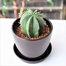Image result for Monadenium pudibundum