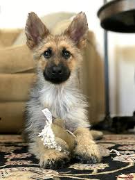 Want a dog who will look like a puppy forever? Meet Ranger The Tiny German Shepherd With Dwarfism That Means He Will Look Like A Puppy Forever Grandma S Simple Recipes