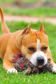 Purebred American Staffordshire Terrier Pitbull Pitbulls American Staffordshire Terrier Staffordshire Terrier