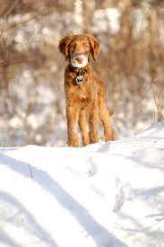 Nova scotia duck tolling retriever club (usa), bucks county kennel club, inc., kennel club of philadelphia, inc. Tumblr Double Doodle Goldendoodle Labradoodle Goldendoodle