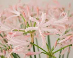 Nerine Bowdenii Vesta Fancy Flowers Partial Shade Plants Plants