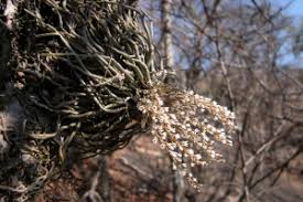 Image result for Microcoelia corallina