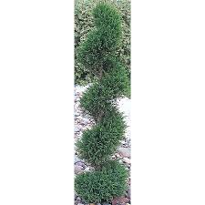 Image result for spiral cut juniper trees