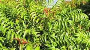 Image result for Stenochlaena