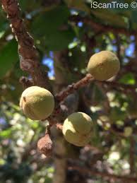 Image result for Trichilia capitata