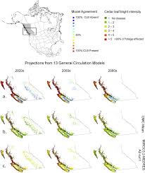 Image result for didymascella thujina