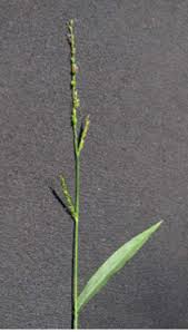 Image result for Oplismenus hirtellus