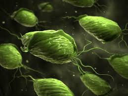 Trichomonaden Infektion Trichomoniasis Symptome Therapie