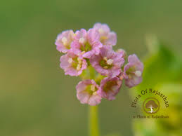 Image result for Boerhavia