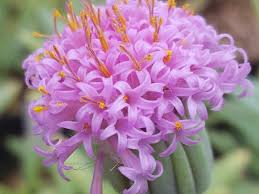 Image result for Kleinia sp.no.1