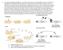 The cmv(towne) and cmv(ad169) genomes by using dna from immunoreactive lambda gt11 as probe. 2 10 Pts Bacteriophage Lambda Is A Virus That Chegg Com