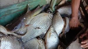 Erm, ikan lampang ke ikan lampam kak intan? Menjala Part1 Menjala Ikan Lampam Jawa Monster Cast Net Youtube