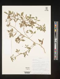 Image result for Cleome schimperi