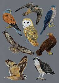 Uk Birds Of Prey Images Birds Of Prey In 2020 British Birds Of Prey Birds Of Prey Bird Photo