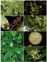 Image result for Achyrospermum laterale