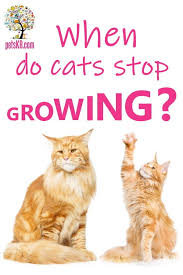 It'll answer questions like when do cats stop growing and provide a ton of other helpful information along the way. When Do Cats Stop Growing It Depends On Their Breed The Pets Kb Cat Care Cat Questions Information About Cats