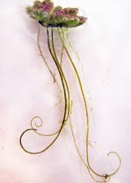 Image result for Azolla filiculoides