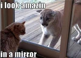 Animals Looked At Their Reflection 20 Funny Pictures Funnyfoto Funny Animals Animal Captions Funny Animal Pictures