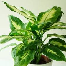 Chinese Evergreen Aglaonema Plants Chinese Evergreen Easy Plants To Grow