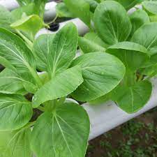 Sawi Hijau Hidroponik Daun Daun Wallpaper Hijau Daun Daun Hidroponik