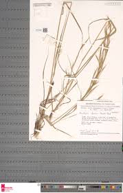 Image result for Anadelphia