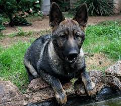 Advertise, sell, buy and rehome german shepherd dogs and puppies the under coat is dense and soft. Black Short Haired German Shepherd Puppies For Sale Pets Lovers