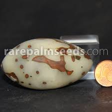 Image result for Raphia ruwenzorica