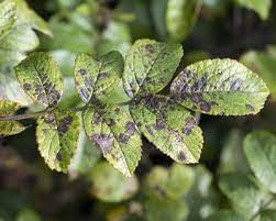Check spelling or type a new query. Black Spot How To Treat Black Spot Disease On Roses Garden Design